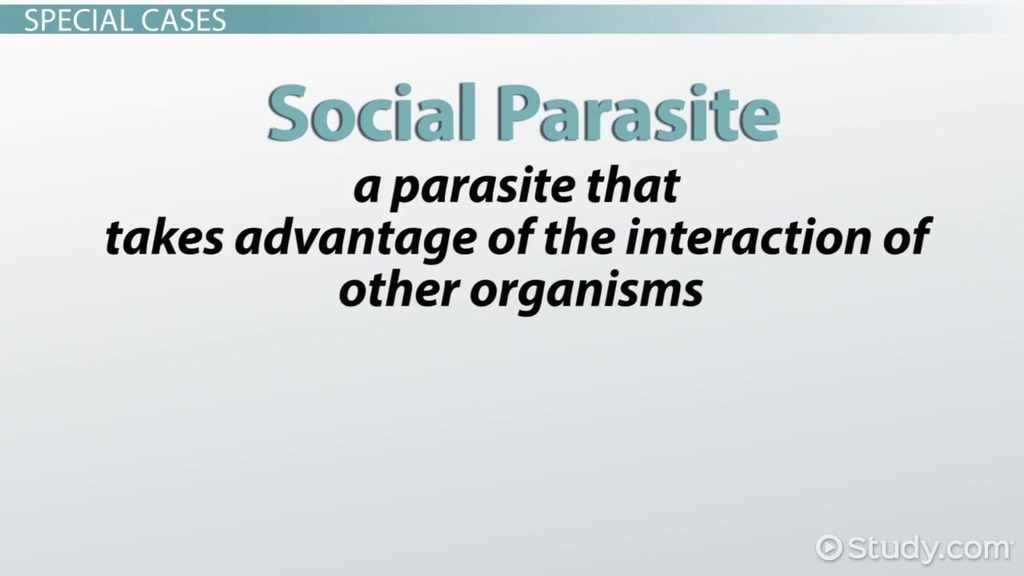 Parasitism Examples Definition Video Lesson Transcript Parasitism Examples Definition Video Lesson Transcript Study Com