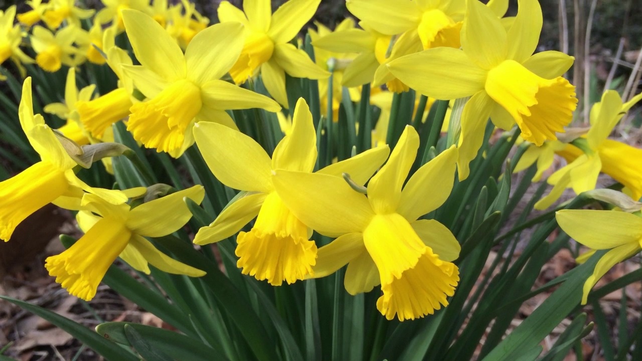 Daffodil Flower Bulbs Narcissus American Meadows Video Thumbnail