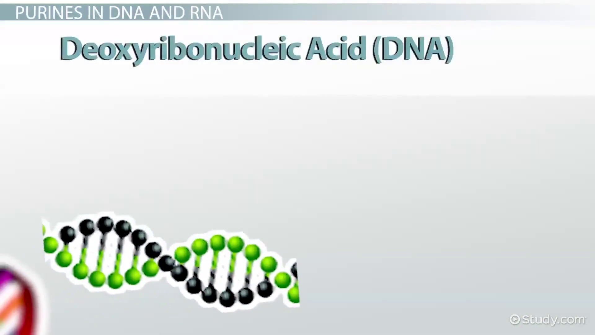 Worksheet Dna The Secret Of Life Joindesignseattle Worksheet Dna The Secret Of Life History Templates And Worksheets