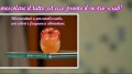 Tutorial per creare uno scrub fai da te