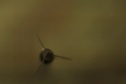Why You Should Shoot Wasp