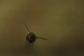 Why You Should Shoot Wasp