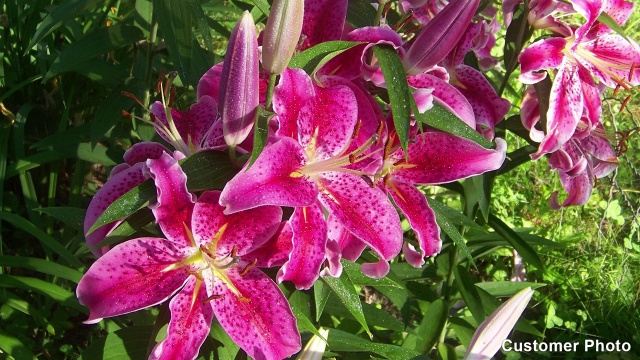 stargazer oriental lily bulbs