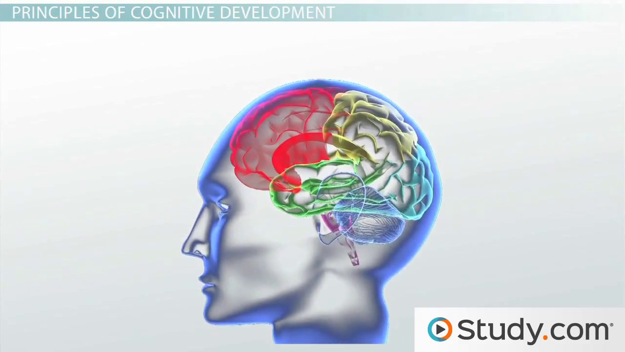 Essay nature vs nurture socialization