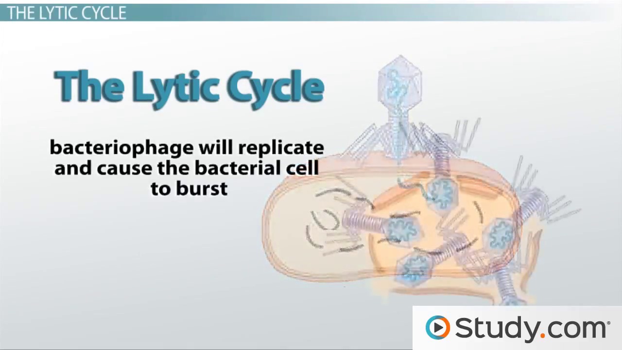 Eukaryotic And Prokaryotic Cells Similarities Differences Viruses Bacteriophage Lytic And Lysogenic Cycles