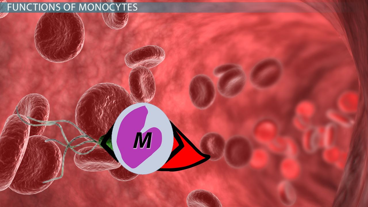 What causes elevated monocytes?