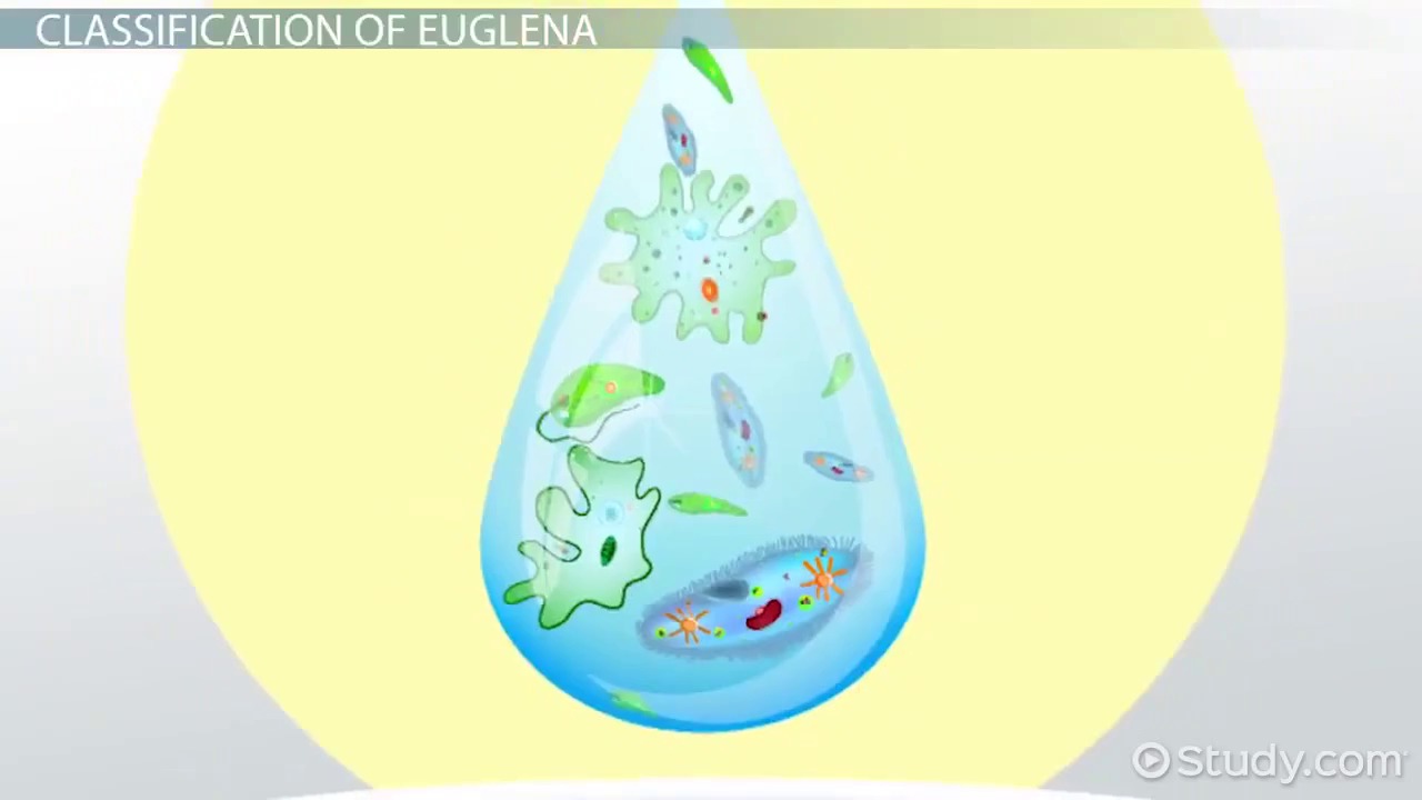 What characteristic of the pellicle makes euglena different from true plants?