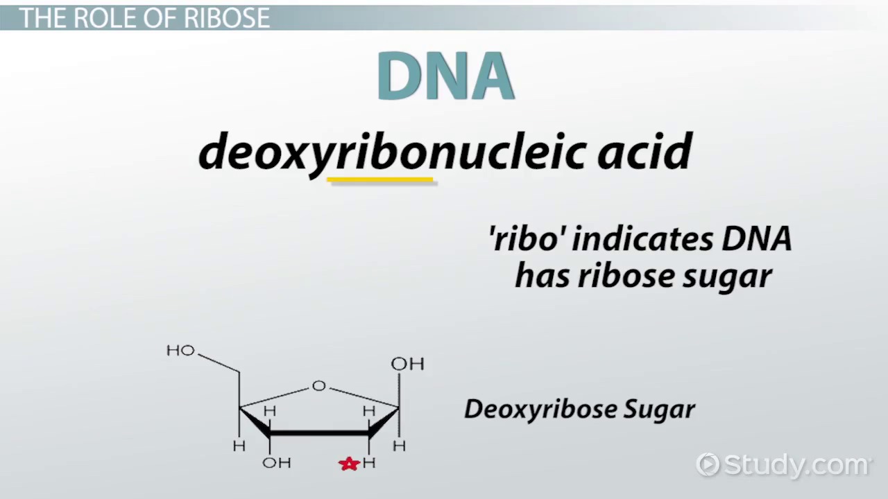 worksheet Dna And Rna Worksheet what is ribose structure overview video lesson transcript study com