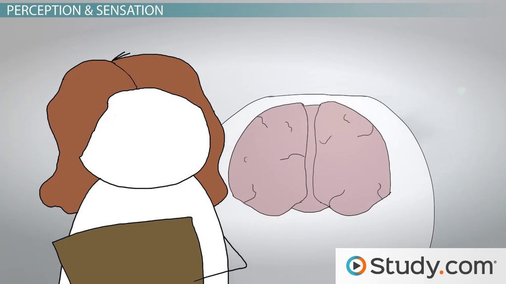 Sensation amp Perception