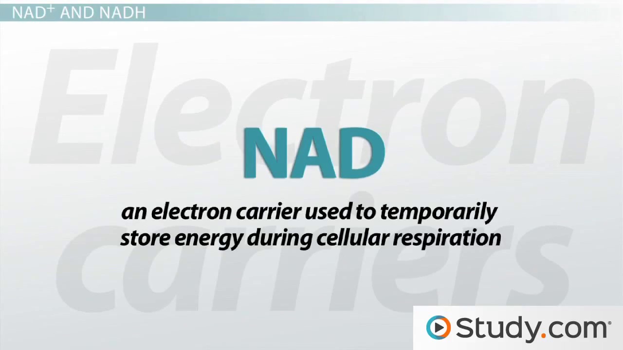 Cellular Respiration Energy Transfer In Cells Video Lesson Redox Reactions Electron Carriers In Cellular Respiration Definitions And Examples