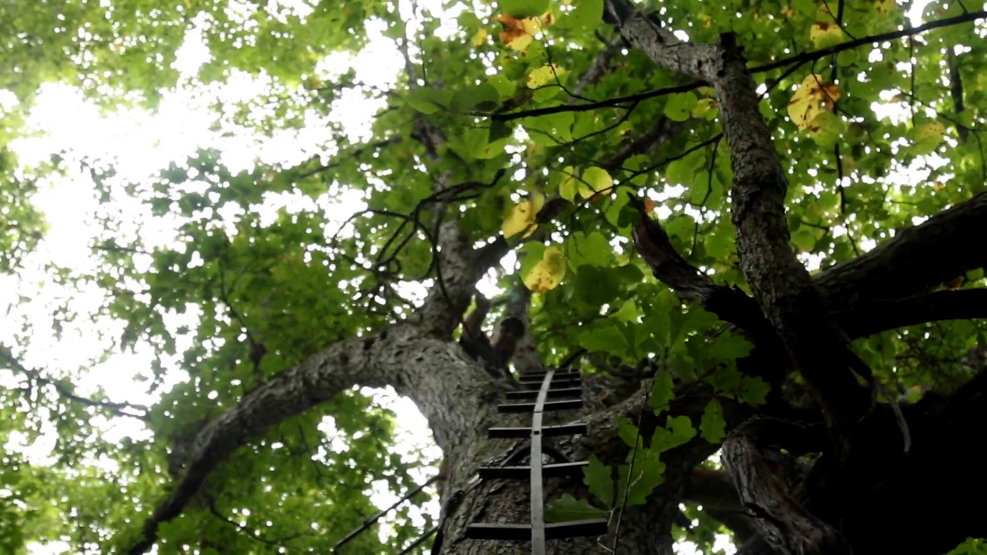 Whitetails By Design TV - Ep 03 - Rut Stand Locations