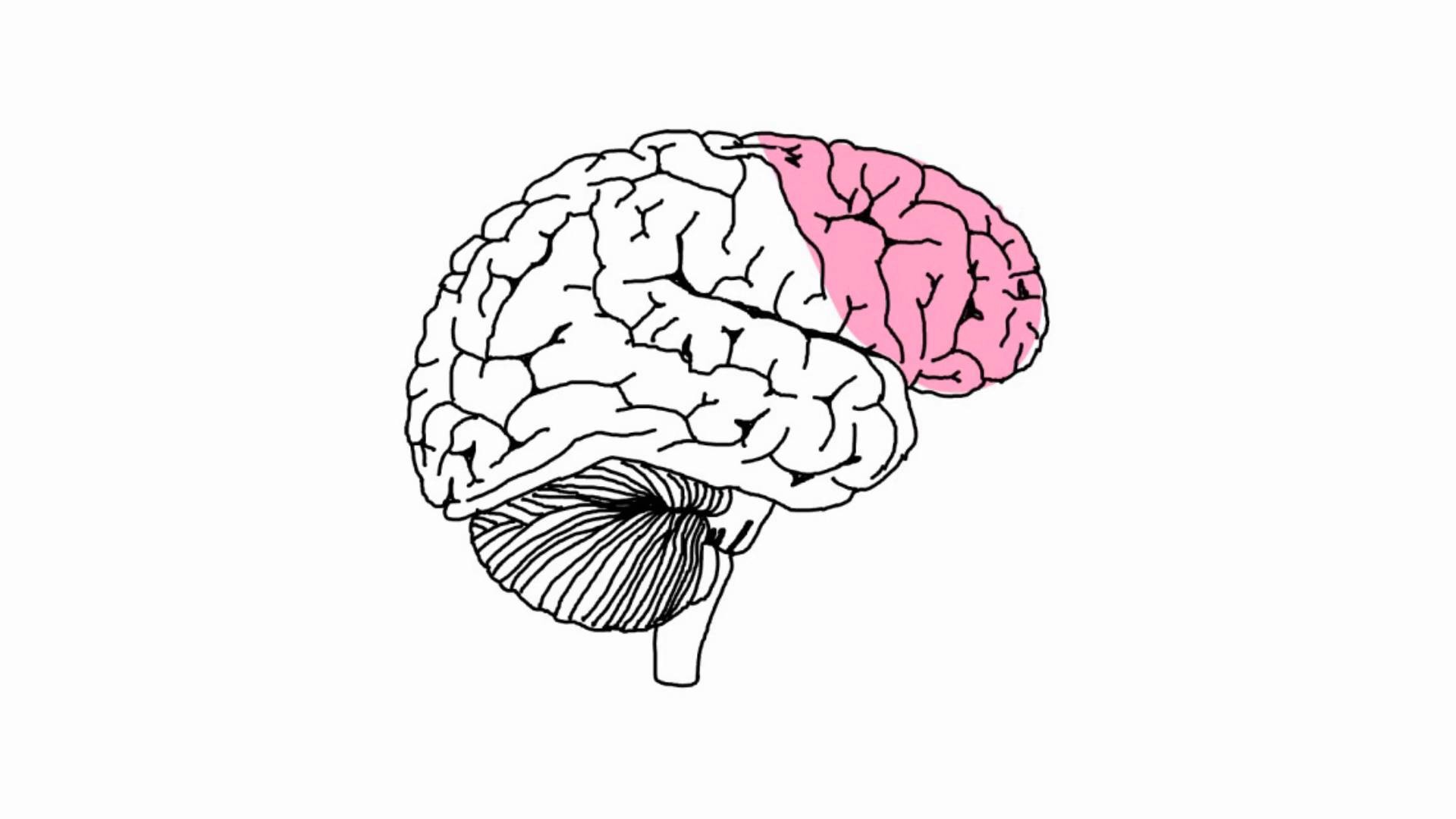 chiropractic the prefrontal cortex dayton oh goffe