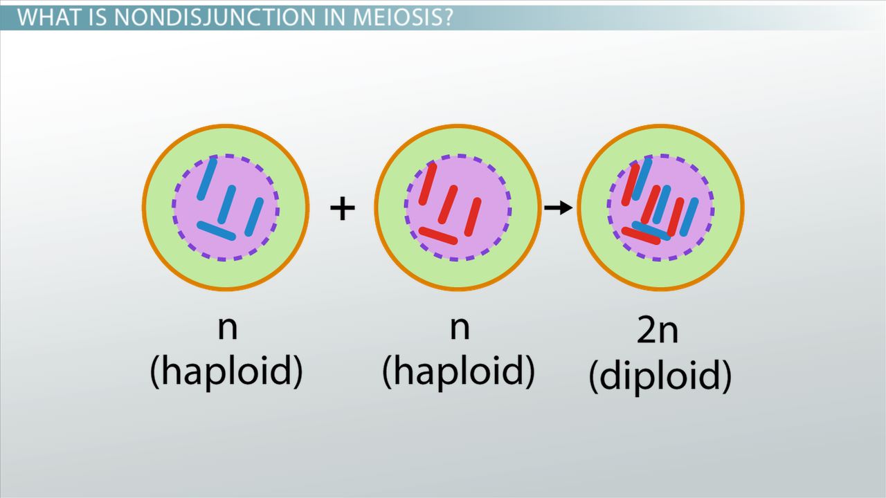 What is a simple explanation of meiosis for dummies?