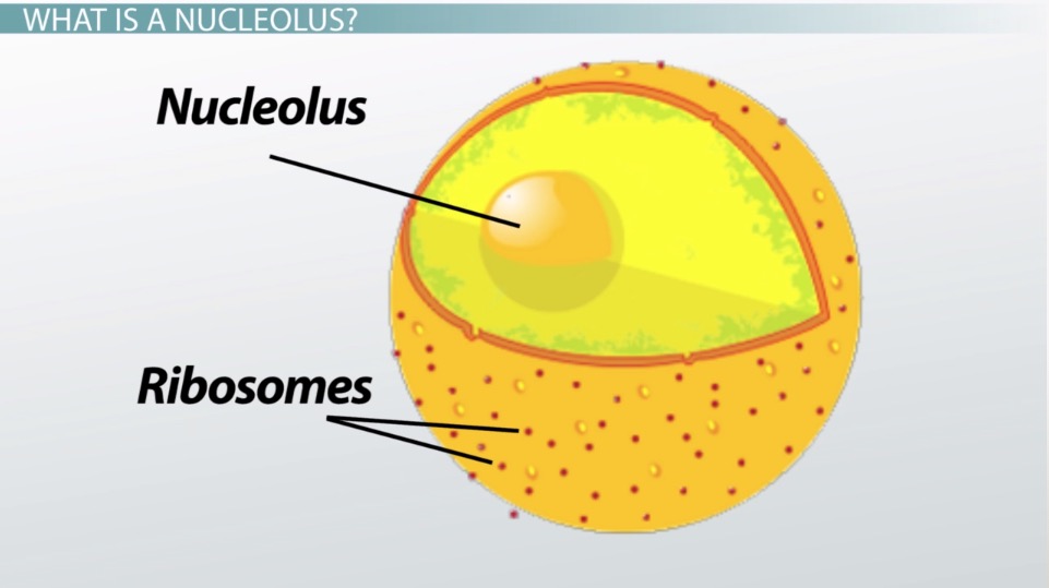 What is the purpose of the nucleolus?