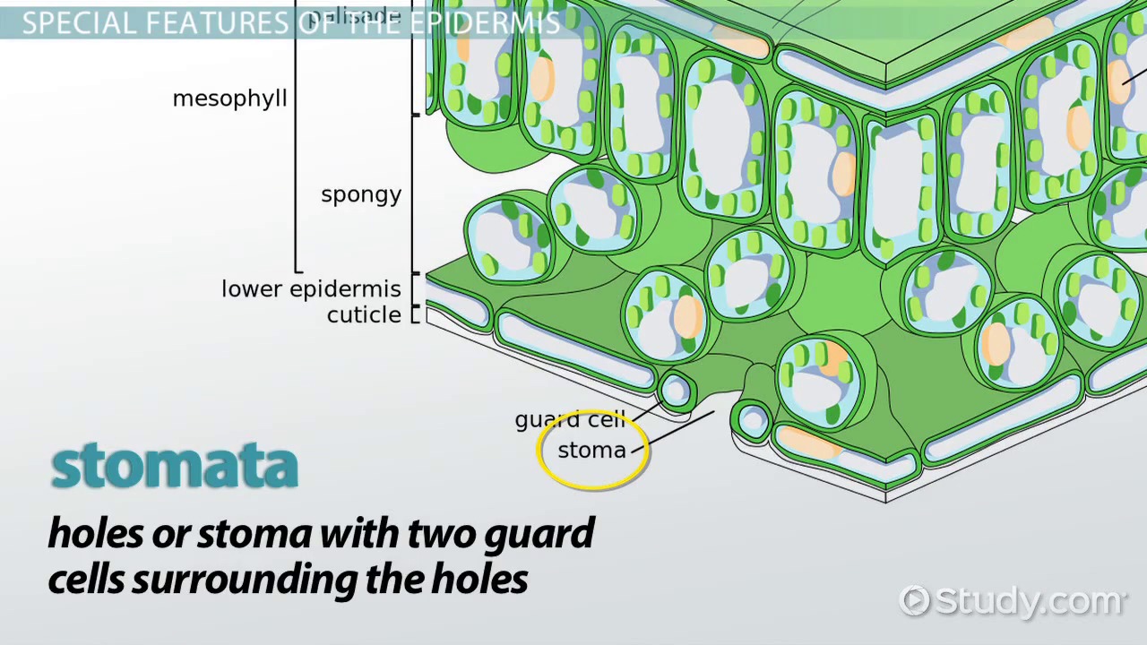 How many cell layers is the lower epidermis composed of?