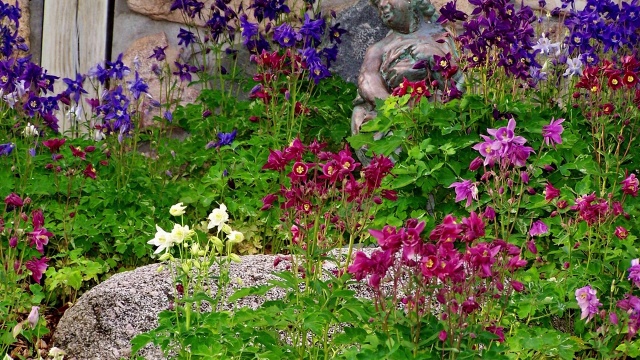 Mckana Giant Columbine Mix Video