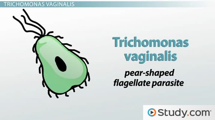 Trichomoniasis: Causes, Symptoms & Treatment - Video & Lesson ... Trichomoniasis: Causes, Symptoms & Treatment - Video & Lesson ...