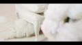 Anúncio Pronovias 2013