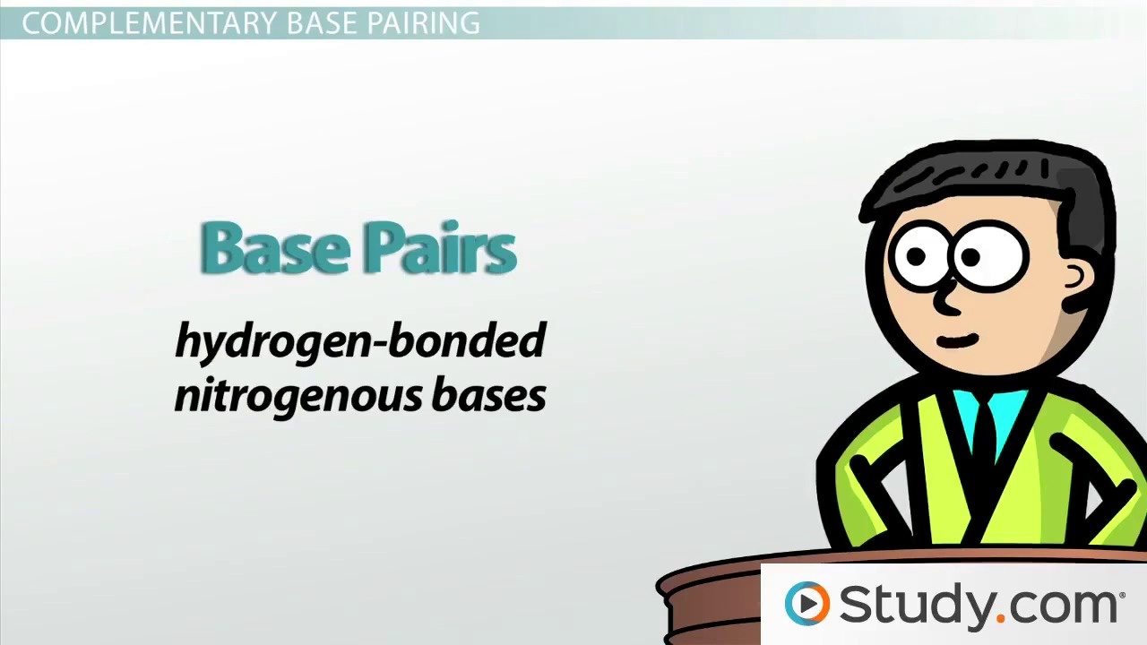 Dna Base Pairing Worksheet Answers Bhbr Info Dna Base Pairing Worksheet Answer Key Templates And Worksheets