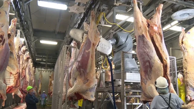 Cow Carcass Splitting Robots