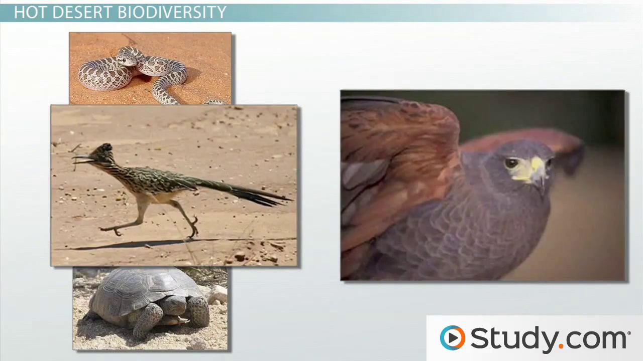 Which biome has the most biodiversity?