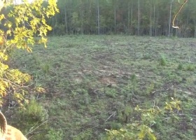 Coyote Messes Up a Hunt