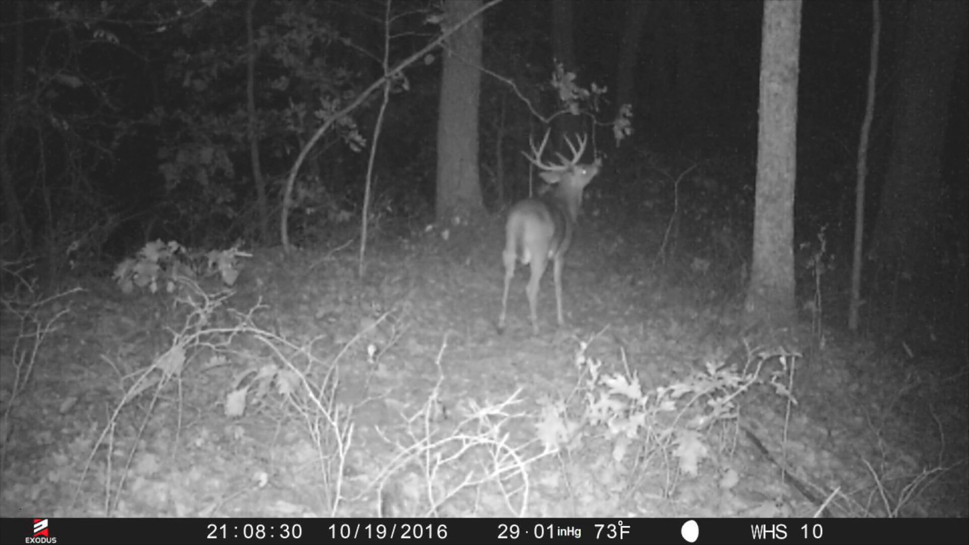Whitetails By Design TV - Episode 11 - Hunting Mature Bucks On Public Land