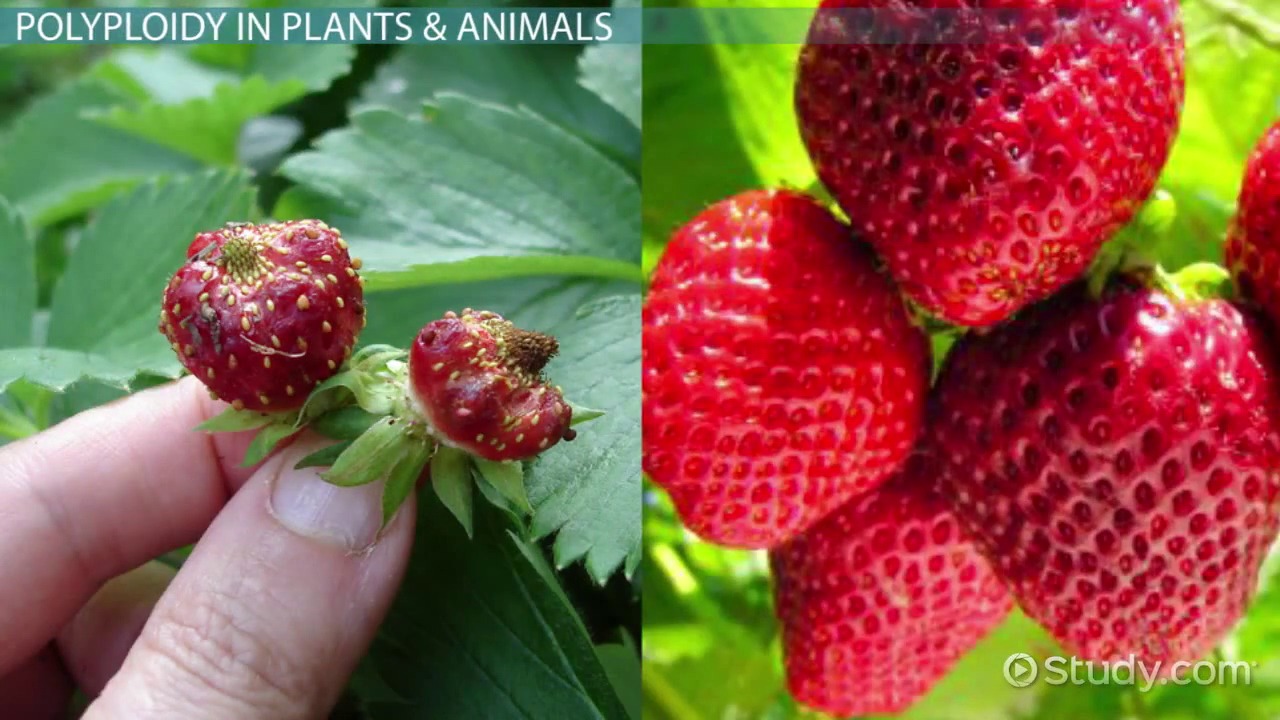 Evolutionary biogeography and speciation essay on a synthesis