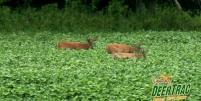 DeerTrac Food Plot Nutritional Supplement