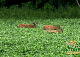 DeerTrac Food Plot Nutritional Supplement