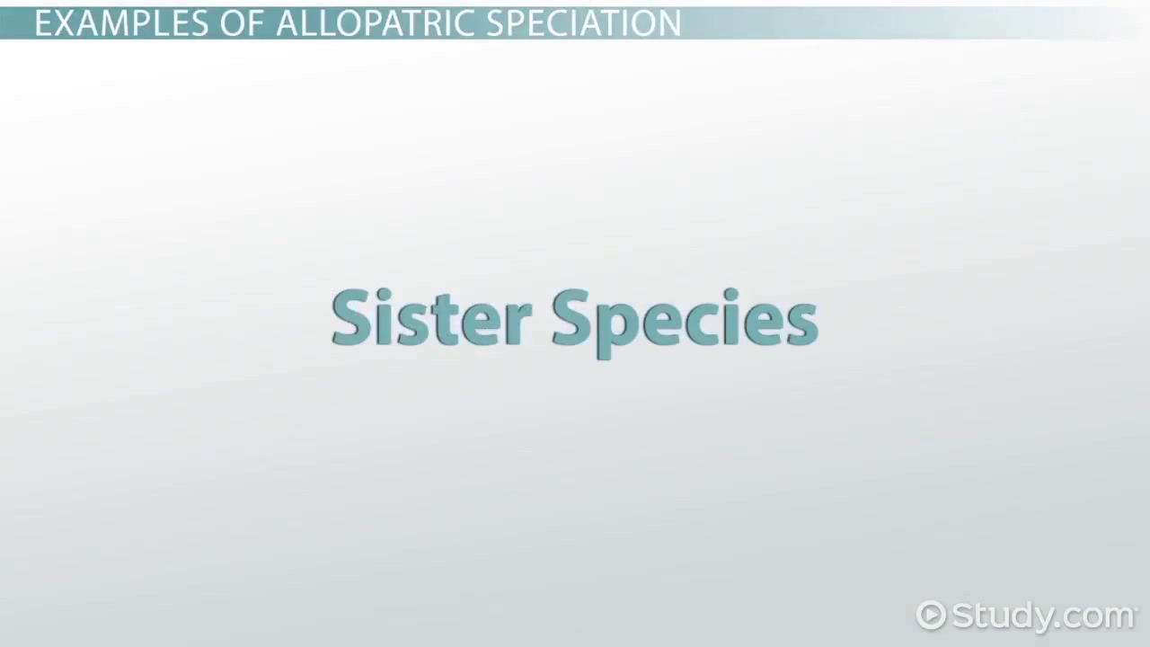 Speciation I Allopatric And Sympatric Video Lesson Allopatric Speciation Example Definition