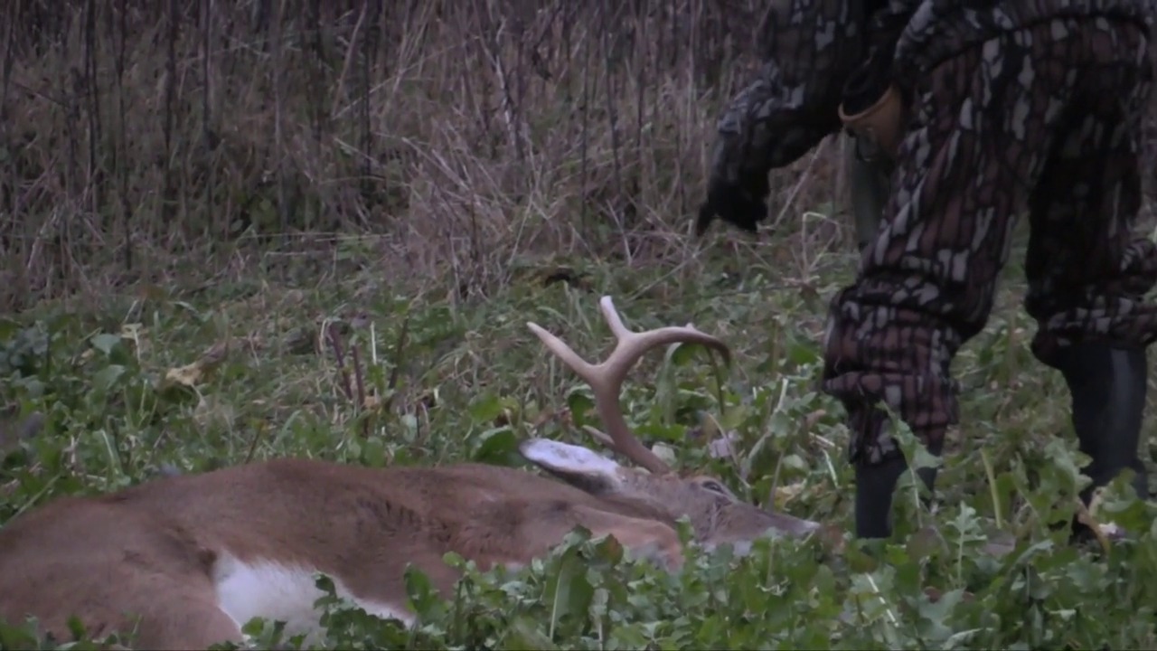 Whitetails By Design | Whitetail Habitat Solutions